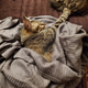 Illustration for article titled Fur Face Friday - Post Halloween Hangover Edition